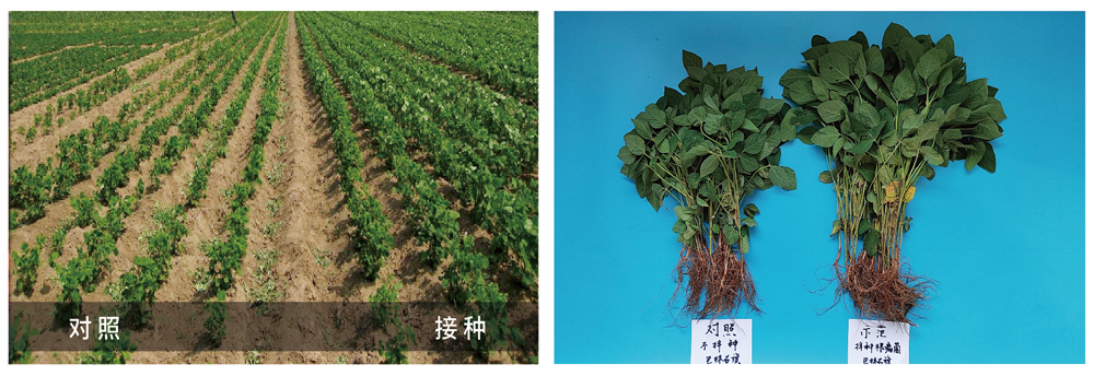 ���˻������ƽ���������Ӧ�������󶹲�������