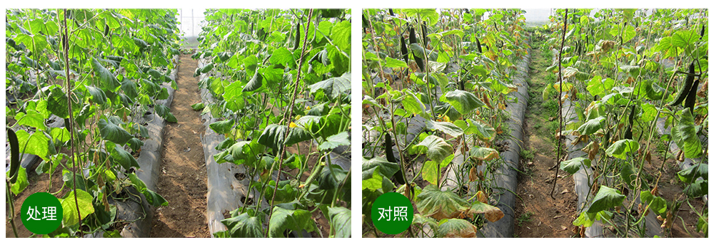 球盟会生物益根劲菌多糖解决黄瓜根结线虫问题 球盟会生物益根劲菌多糖解决黄瓜根结线虫问题