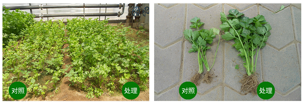 球盟会生物海葆素让作物“吃”上深海新营养 球盟会生物海葆素让作物“吃”上深海新营养