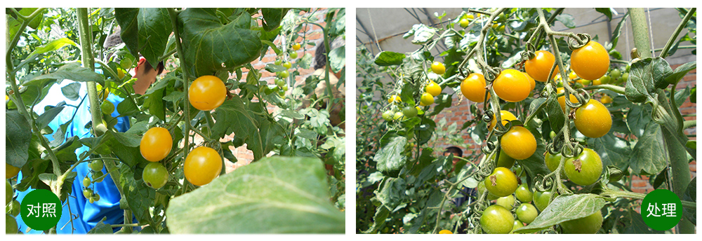 球盟会生物海葆素让作物“吃”上深海新营养 球盟会生物海葆素让作物“吃”上深海新营养