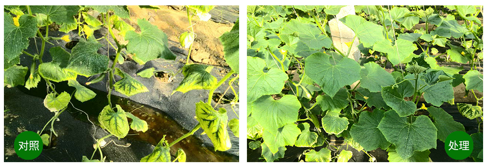 球盟会生物海葆素让作物“吃”上深海新营养 球盟会生物海葆素让作物“吃”上深海新营养