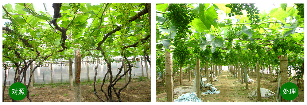 ���˻��������+���׼�+��ֲ�ᡱ�ù���������