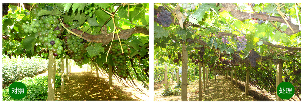 ���˻��������+���׼�+��ֲ�ᡱ�ù���������